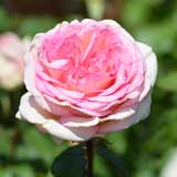 バラ ルイの涙｜花の手帖の薔薇図鑑