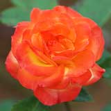 バラ ルンバ｜花の手帖の薔薇図鑑