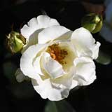 バラ 緑光｜花の手帖の薔薇図鑑