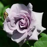 バラ わたらせ｜花の手帖の薔薇図鑑