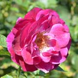 バラ ｜花の手帖の薔薇図鑑
