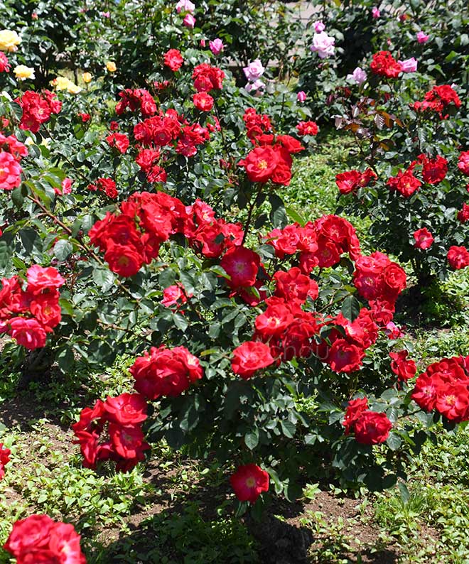 バラ ワイルドファイアー|花の手帖の薔薇図鑑