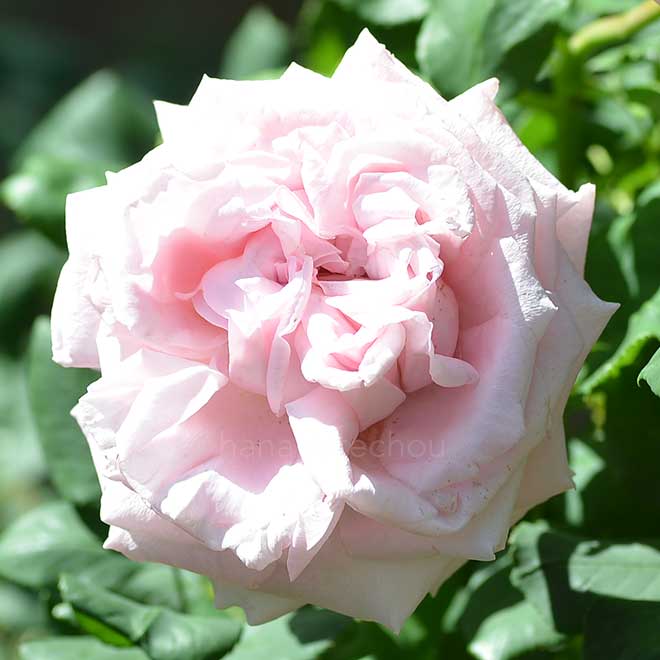 バラ セシリー シャルサッハ｜花の手帖の薔薇図鑑