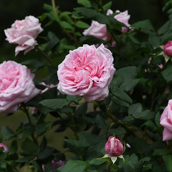 バラ セシリー シャルサッハ｜花の手帖の薔薇図鑑