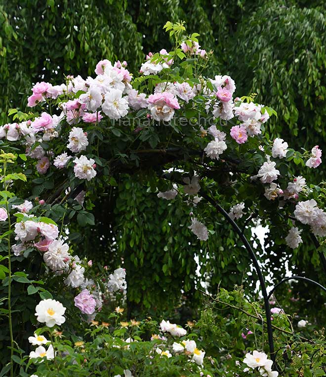 バラ セルシアーナ｜花の手帖の薔薇図鑑