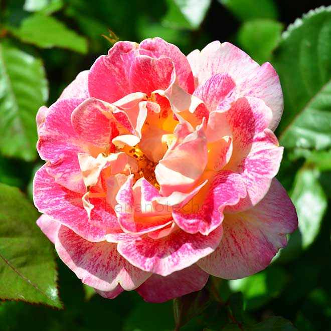 バラ シャンパンカクテル｜花の手帖の薔薇図鑑