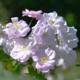 バラ シャンプニーズ ピンク クラスター｜花の手帖の薔薇図鑑