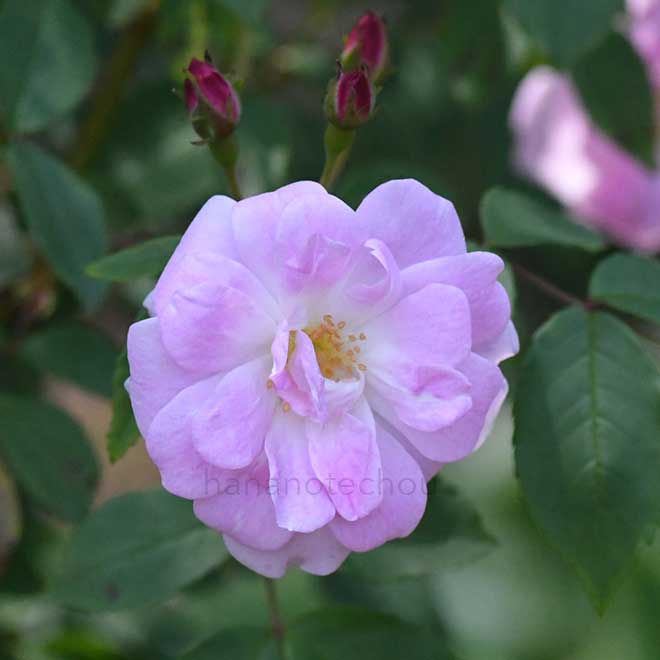 バラ シャンプニーズ ピンク クラスター｜花の手帖の薔薇図鑑