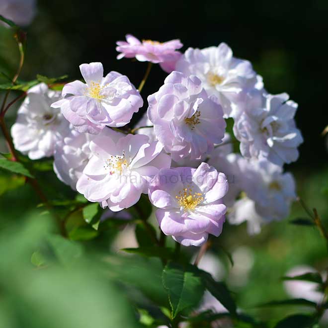 バラ シャンプニーズ ピンク クラスター｜花の手帖の薔薇図鑑