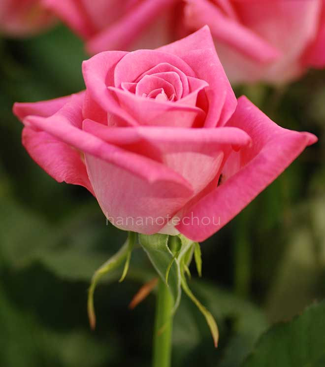 バラ シャネル｜花の手帖の薔薇図鑑