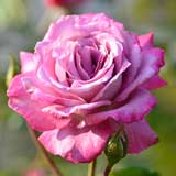 バラ ｜花の手帖の薔薇図鑑