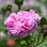 バラ ｜花の手帖の薔薇図鑑