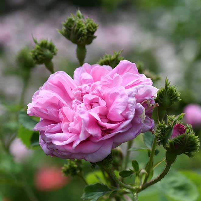 バラ シャポードゥナポレオン｜花の手帖の薔薇図鑑