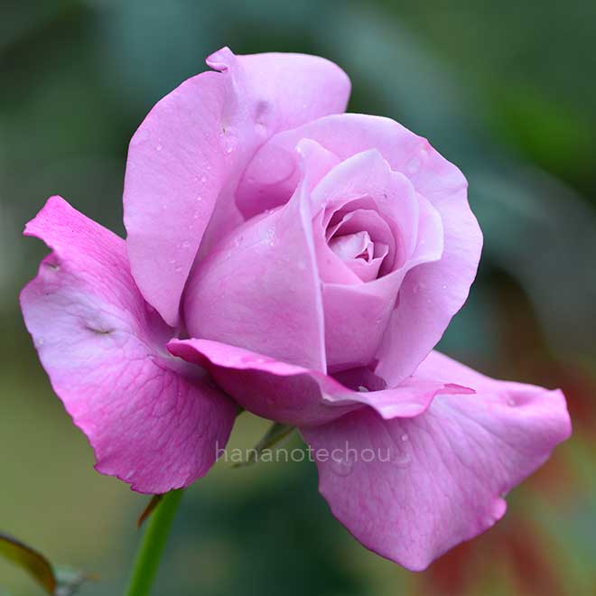 バラ シャルル ドゥ ゴール｜花の手帖の薔薇図鑑