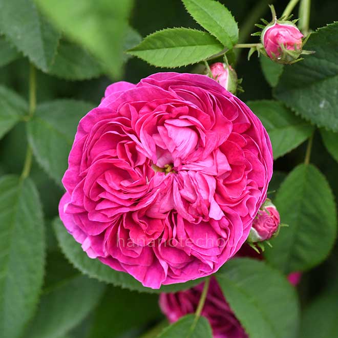 バラ シャルル ドゥ ミル｜花の手帖の薔薇図鑑