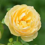 バラ シャルロット オースチン｜花の手帖の薔薇図鑑