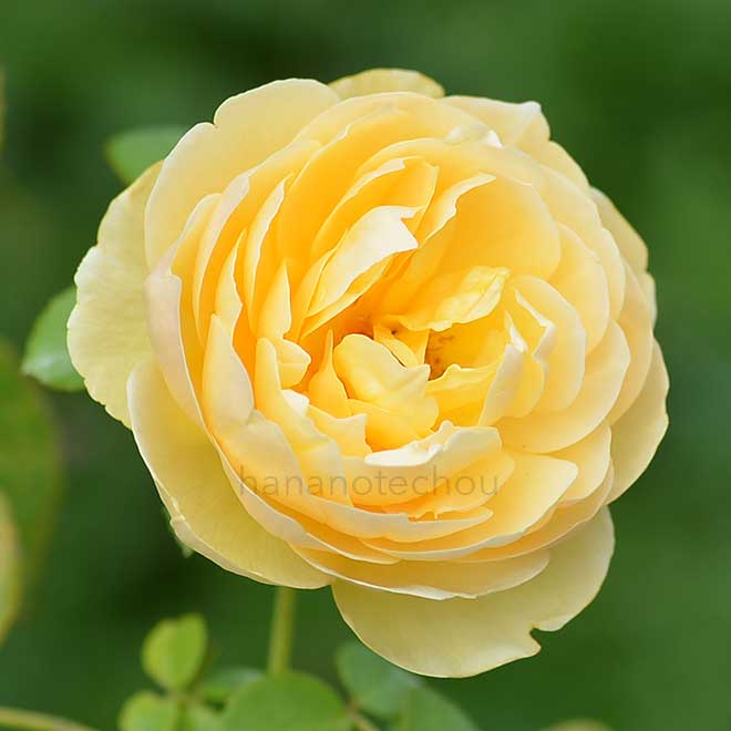 バラ シャーロット オースチン｜花の手帖の薔薇図鑑