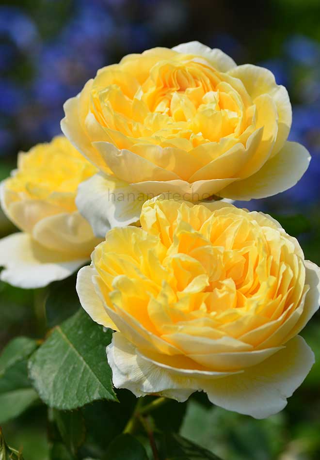 バラ シャーロット オースチン｜花の手帖の薔薇図鑑