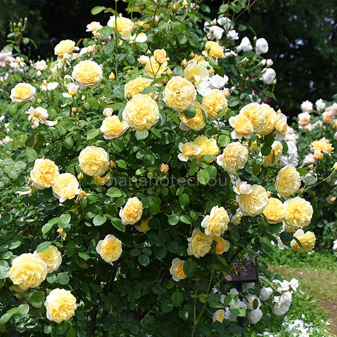 バラ シャーロット オースチン｜花の手帖の薔薇図鑑