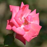 バラ シャーロット エリザベス｜花の手帖の薔薇図鑑