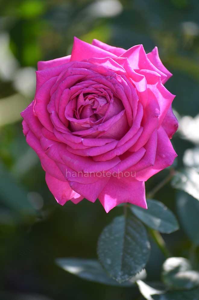 バラ シャトルーズ ドゥ パルム｜花の手帖の薔薇図鑑