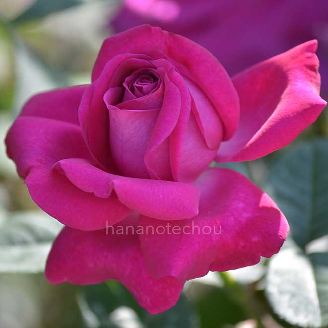 バラ シャトルーズ ドゥ パルム｜花の手帖の薔薇図鑑