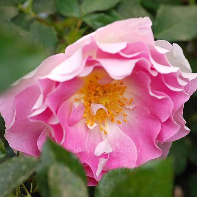 バラ シャトー ドゥ バニョール｜花の手帖の薔薇図鑑