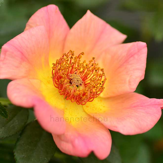 バラ シャトーデベルタングル｜花の手帖の薔薇図鑑