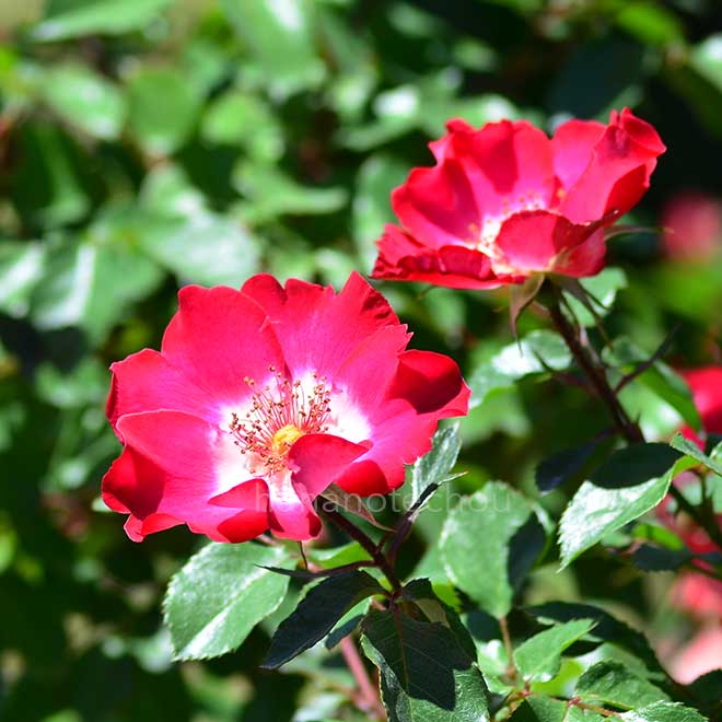 バラ ｜花の手帖の薔薇図鑑