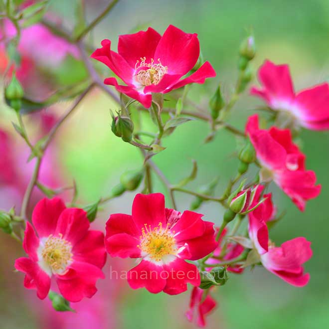 バラ ｜花の手帖の薔薇図鑑