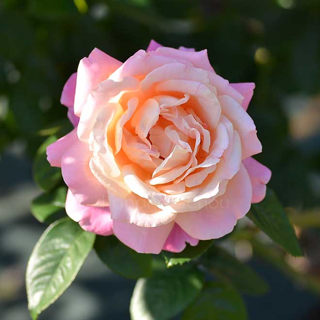 バラ ｜花の手帖の薔薇図鑑