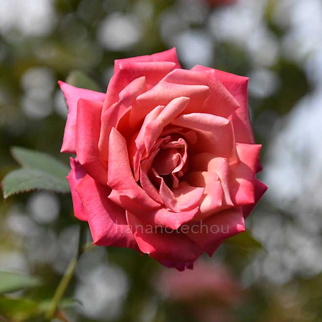 バラ ショコラ｜花の手帖の薔薇図鑑