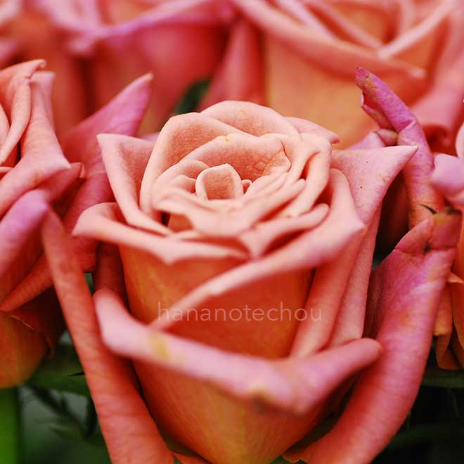 バラ ショコラ｜花の手帖の薔薇図鑑