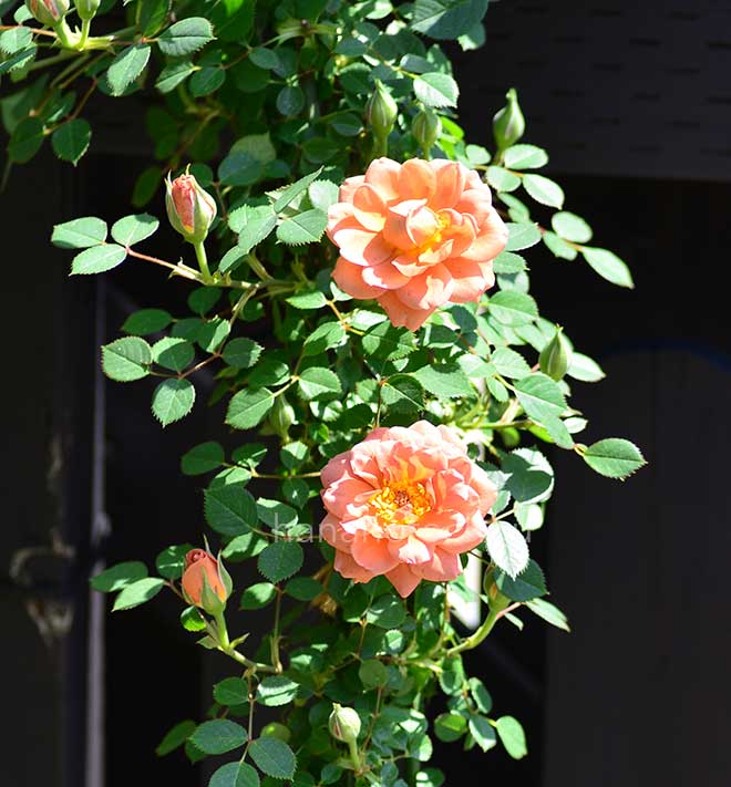 バラ ショコラティエ｜花の手帖の薔薇図鑑