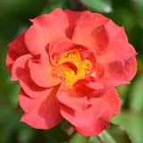 バラ シンコデマヨ｜花の手帖の薔薇図鑑