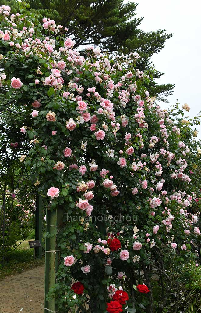バラ シンデレラ｜花の手帖の薔薇図鑑