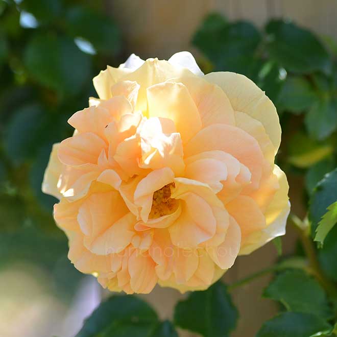 バラ シナモン チャイ｜花の手帖の薔薇図鑑