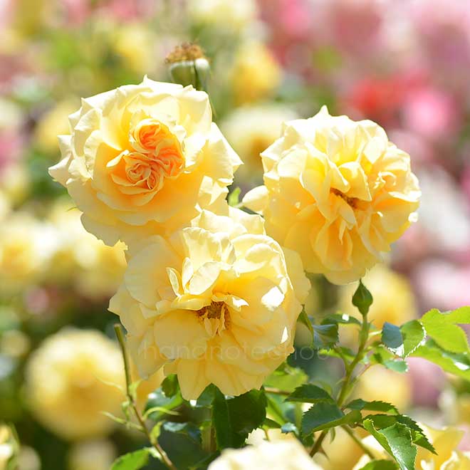 バラ シナモン チャイ｜花の手帖の薔薇図鑑