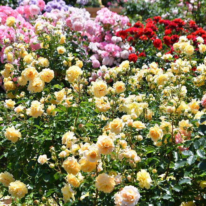 バラ シナモン チャイ｜花の手帖の薔薇図鑑