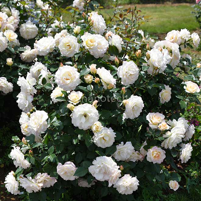 バラ シトロナード｜花の手帖の薔薇図鑑