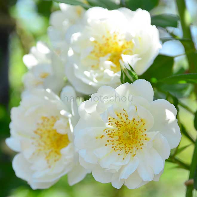 バラ シティ オブ ヨーク|花の手帖の薔薇図鑑