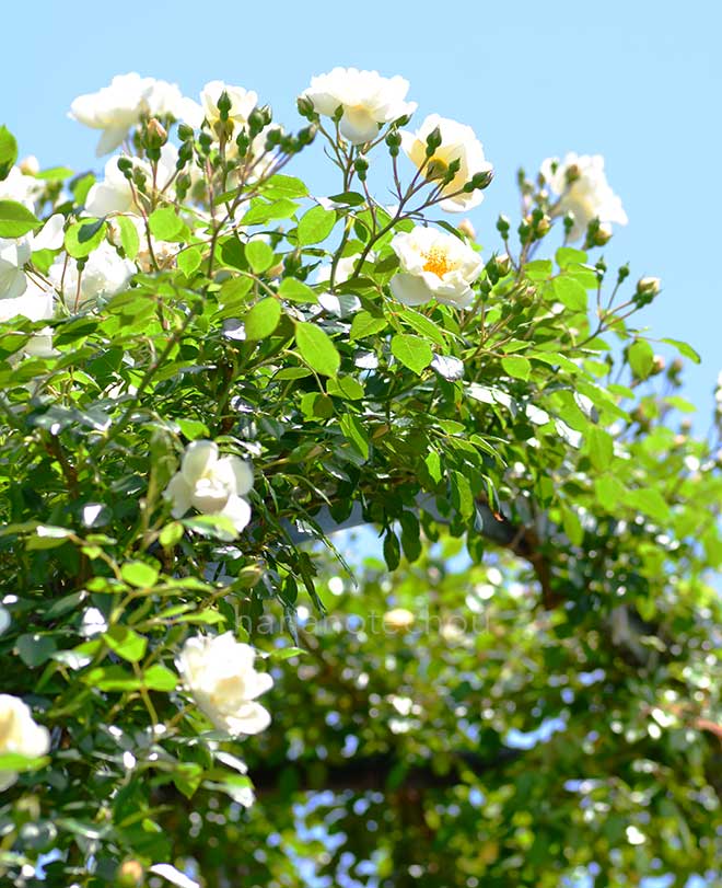 バラ シティ オブ ヨーク|花の手帖の薔薇図鑑