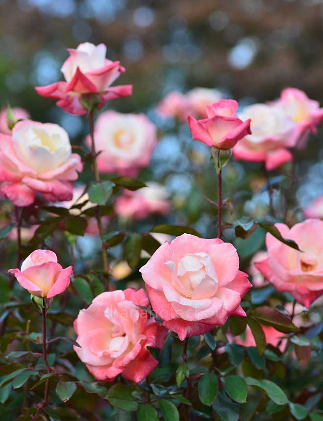 バラ ジェミニ｜花の手帖の薔薇図鑑