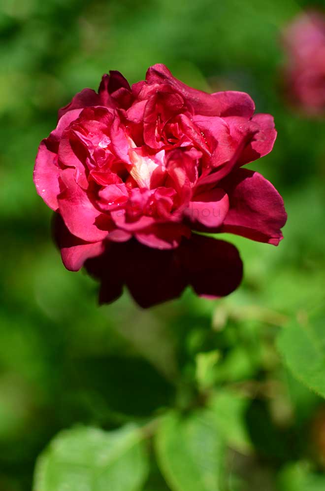 バラ ジェネラルガリエニ｜花の手帖の薔薇図鑑