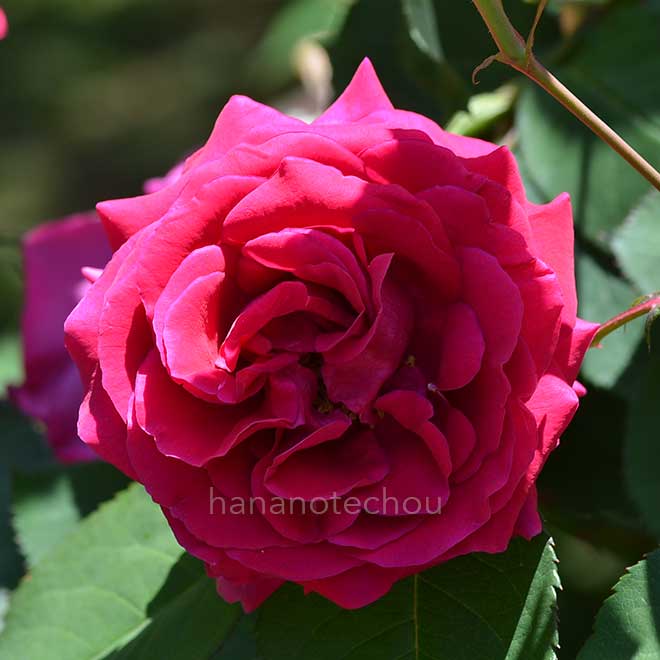 バラ ジェネラルマッカーサー｜花の手帖の薔薇図鑑