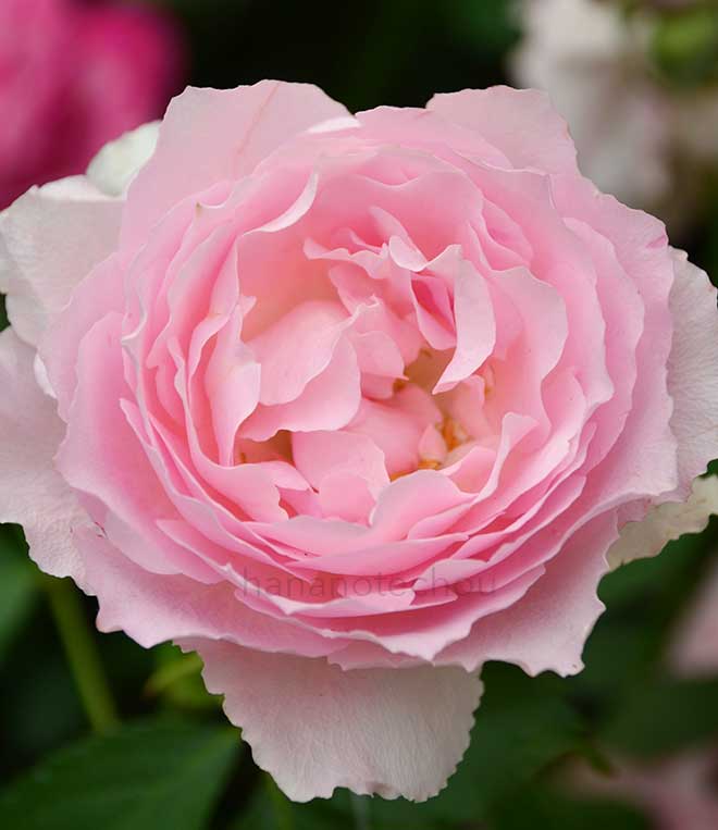 バラ ジャンティーユ｜花の手帖の薔薇図鑑