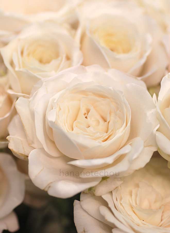 バラ ジャンティーユ｜花の手帖の薔薇図鑑