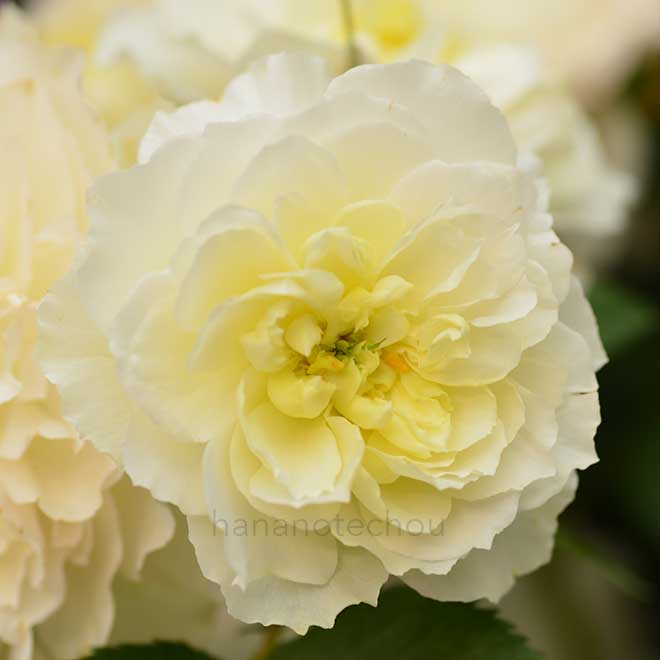 バラ ジェントリーウィープス｜花の手帖の薔薇図鑑