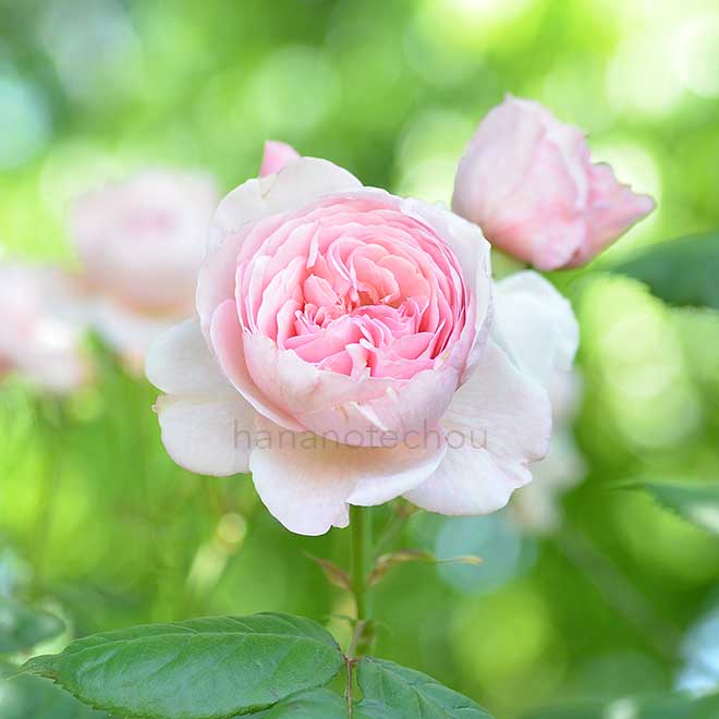 バラ ジェフ ハミルトン｜花の手帖の薔薇図鑑