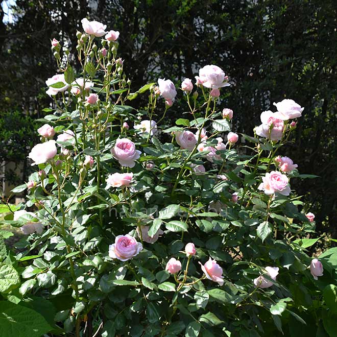 バラ ジェフ ハミルトン｜花の手帖の薔薇図鑑